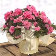 Azalea