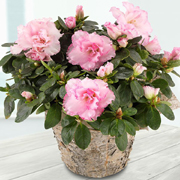 Combo Azalea Wood