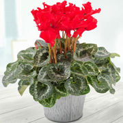 Combo Cyclamen