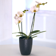 Combo Orchid Plant