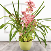 Pink Cymbidium