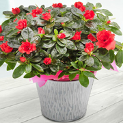 Combo Red Azalea
