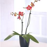 Combo Pink Orchid 