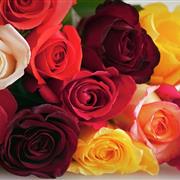 Rose Mix Hand-Tied