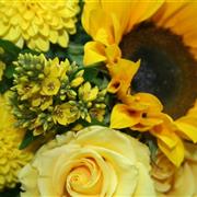 Sunshine Yellow
