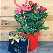True Love Plant