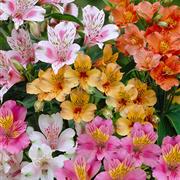 Alstromeria 
