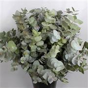 Eucalyptus